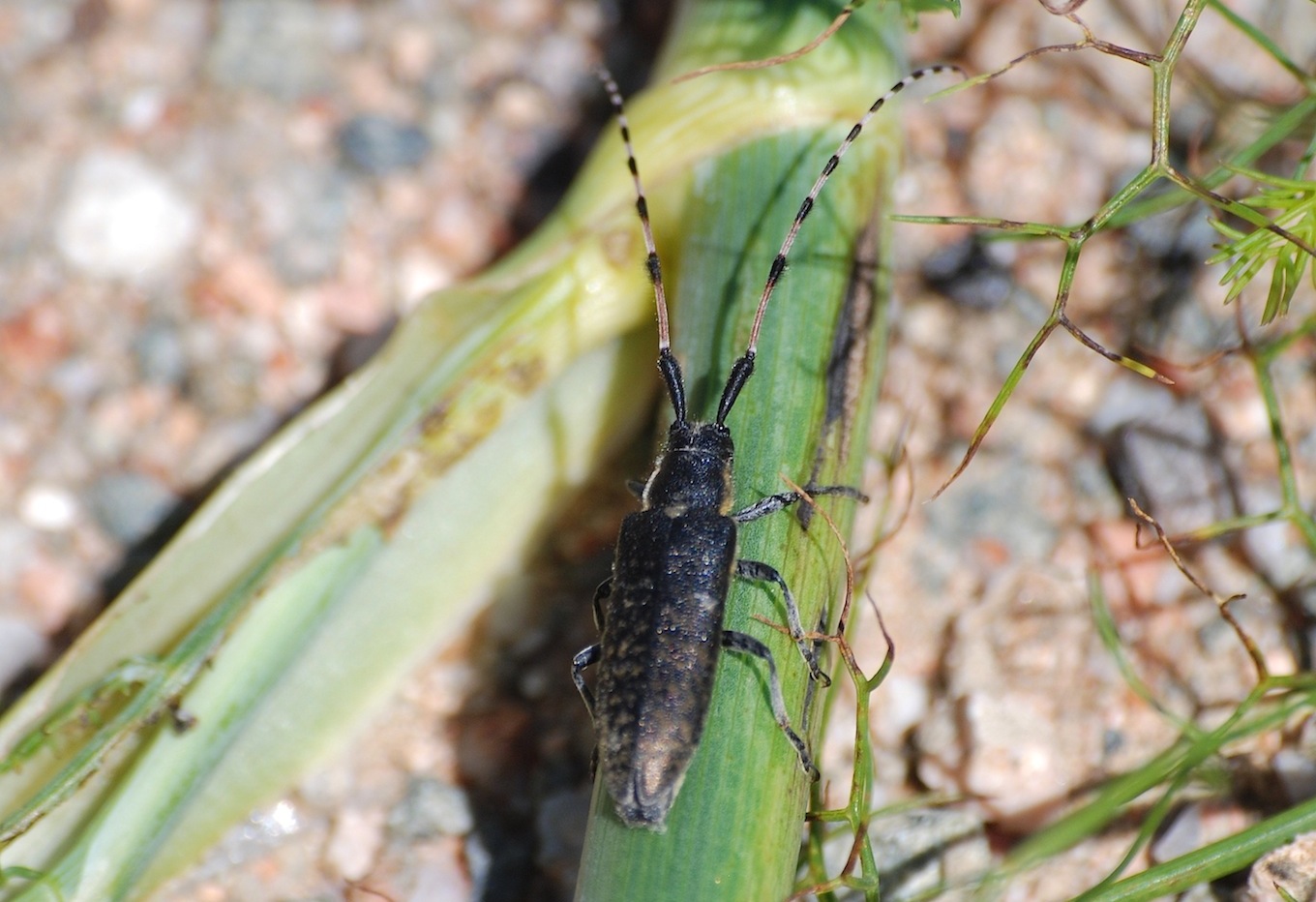 ID 12 - Agapanthia sicula ssp. malmerendii